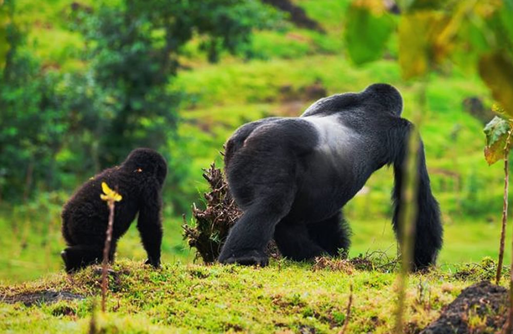 Interesting Facts About Mountain Gorillas