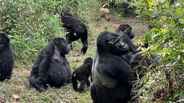 How Gorilla Tourism is Saving Rwandans from Poverty