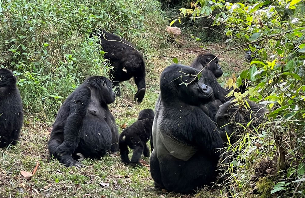 How Gorilla Tourism is Saving Rwandans from Poverty